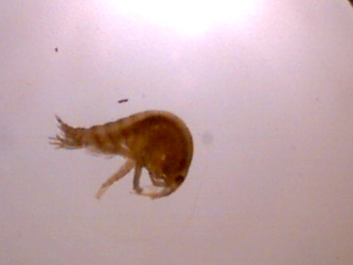 Piccoli crostacei raccolti dal Po vicino a Settimo Torinese